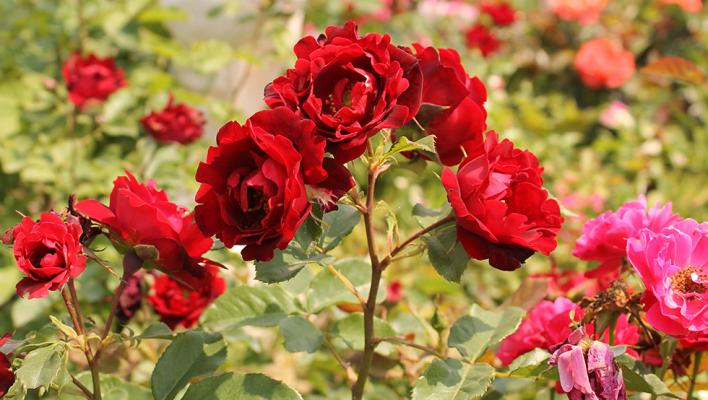 403_indian`s_ruffles_3_708.jpg